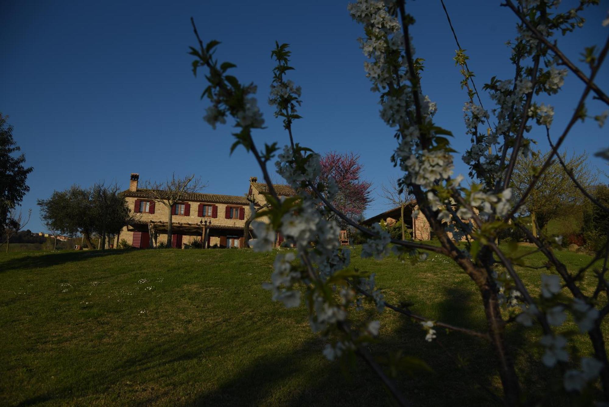 Quelli Del Picchio Bed & Breakfast Cupramontana ภายนอก รูปภาพ